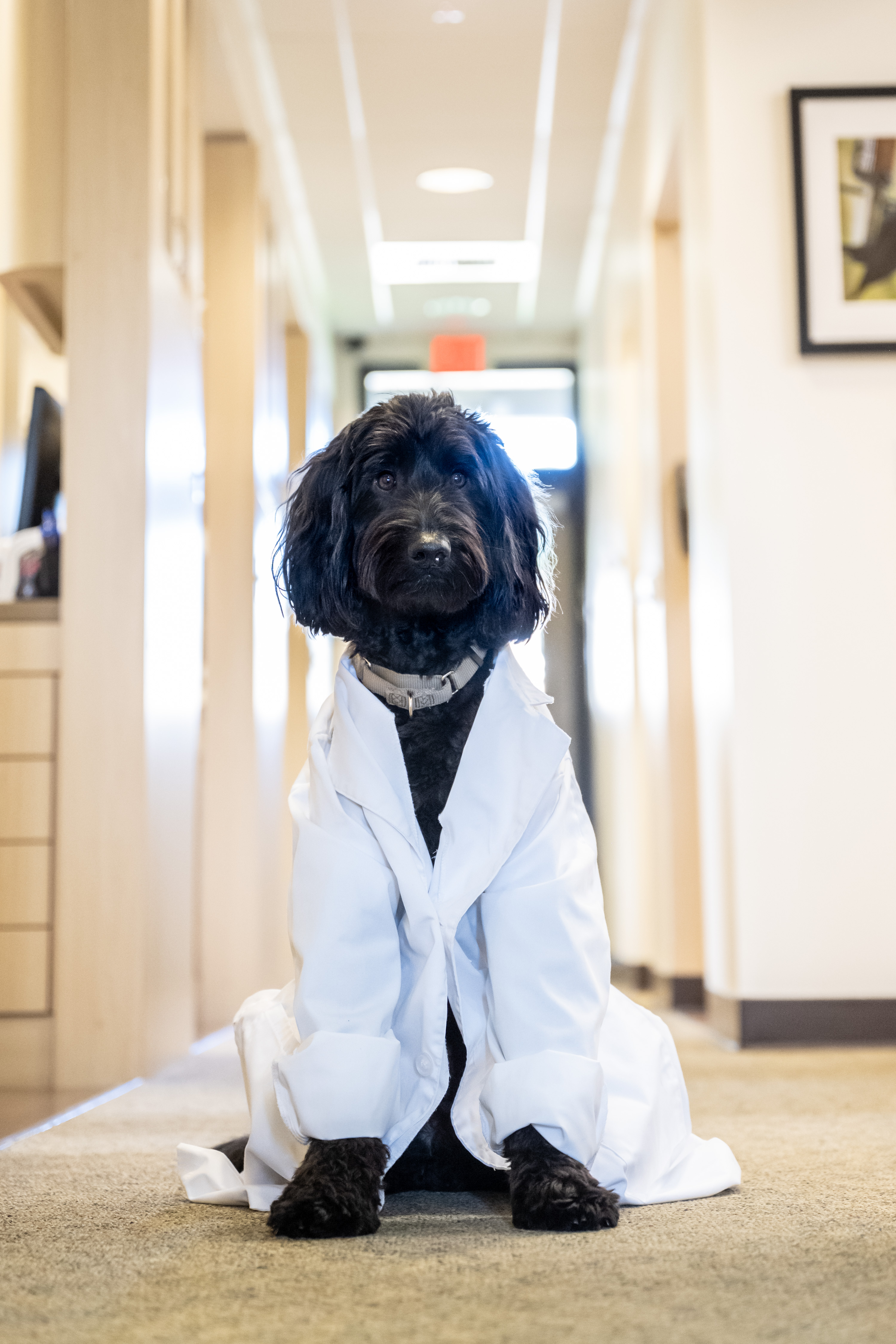 A black dog in a white coat, sitting on the floor.